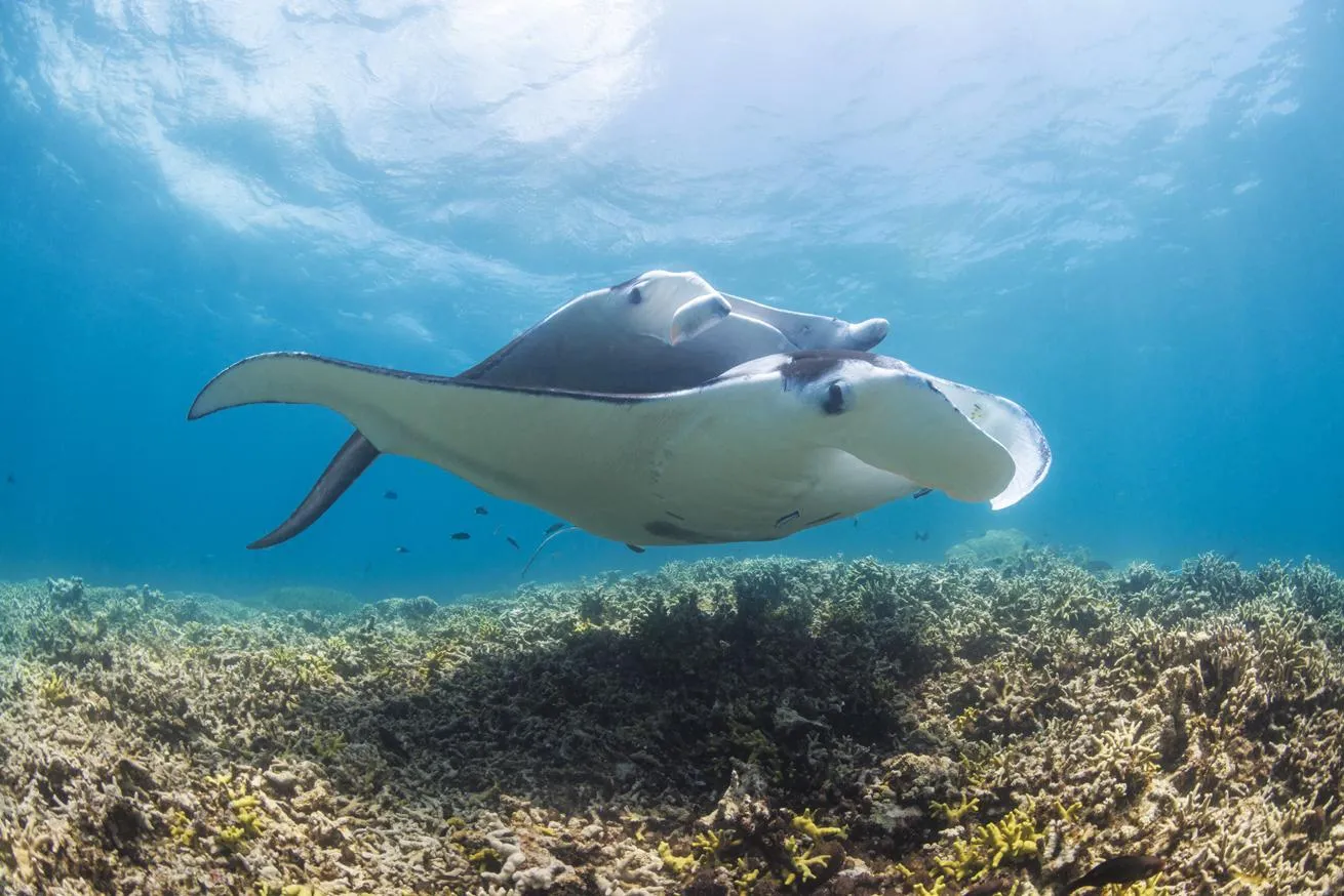 Reef manta rays,Mobula alfredi, attempting to mate in Yap, Micronesia.