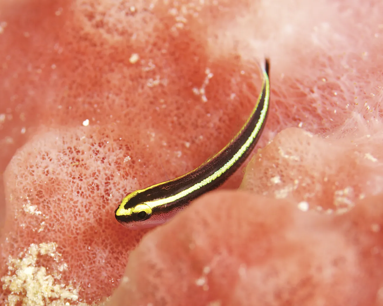 The reef comes alive with macro finds