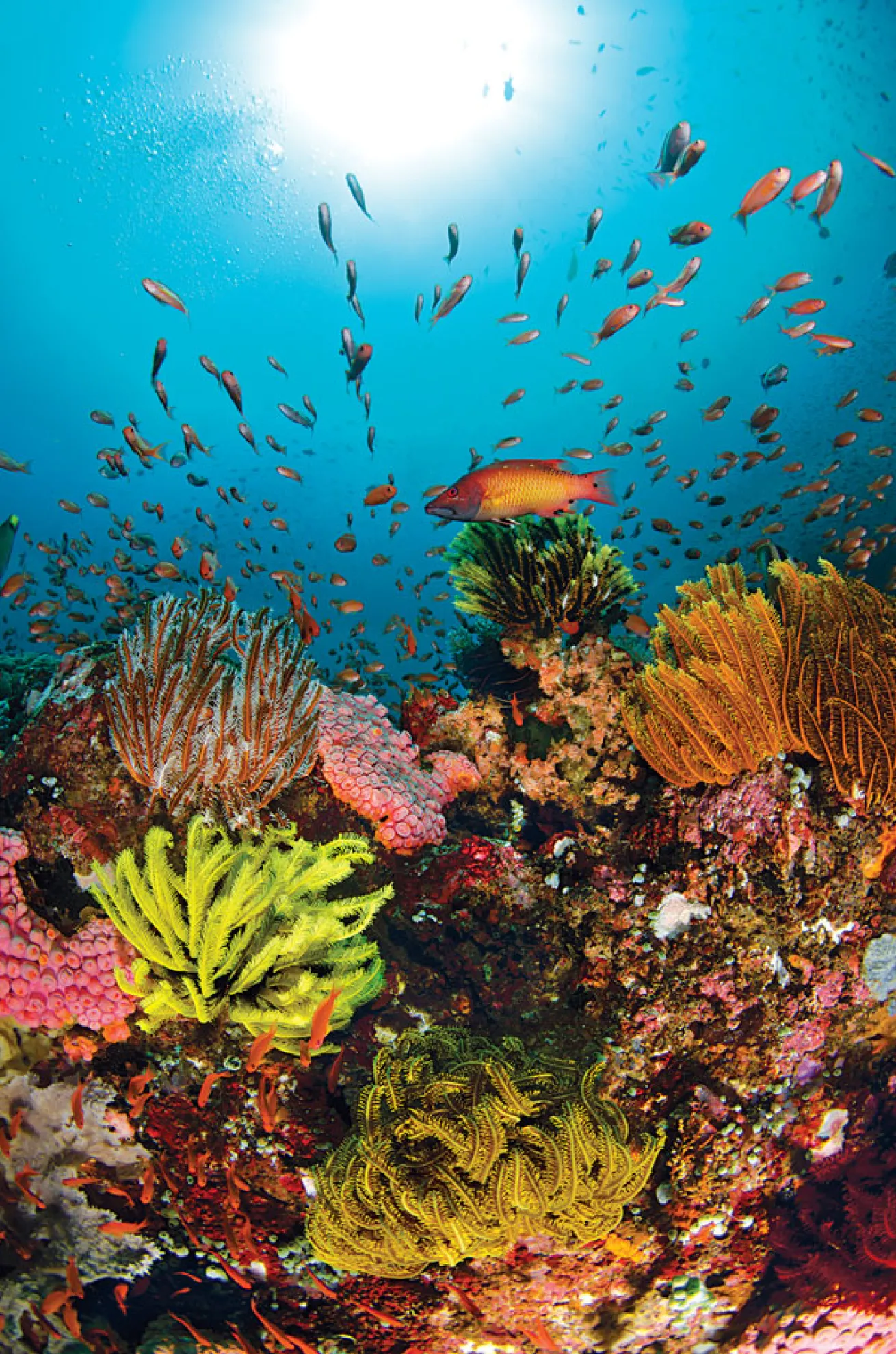 reef