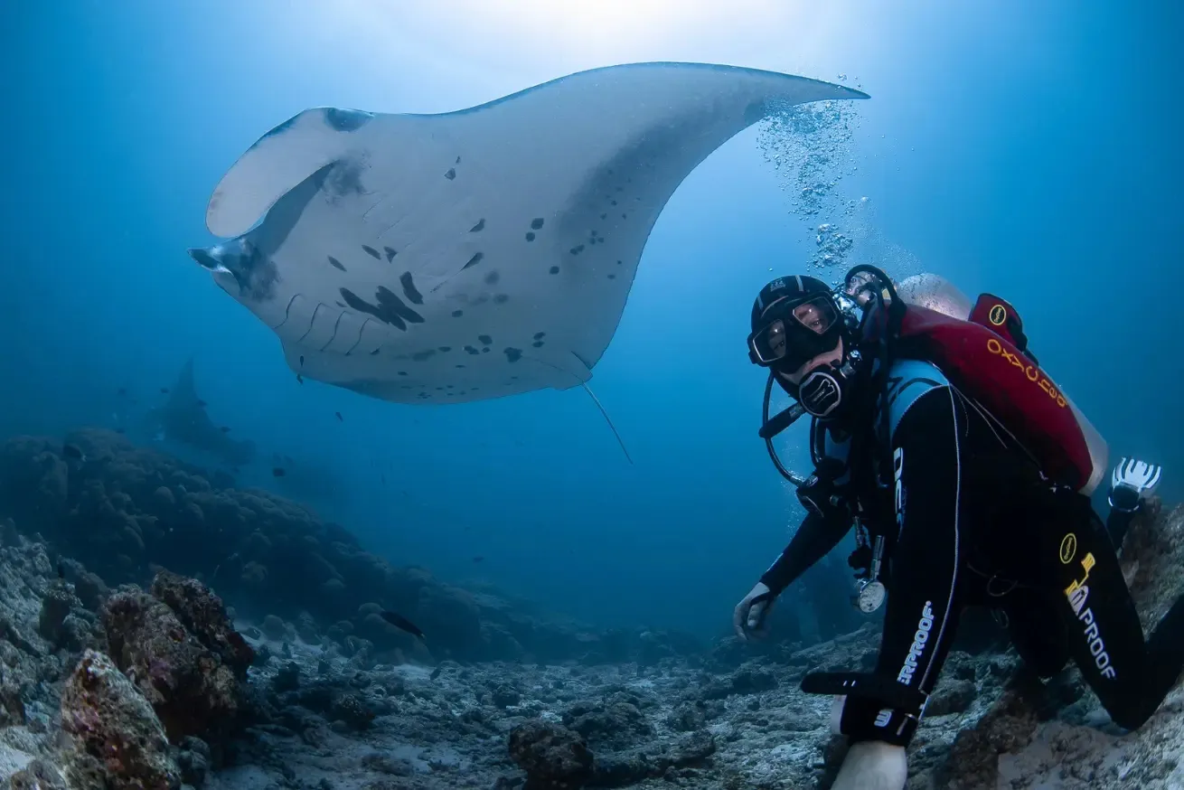 Scuba diver underwater with a manta ray in the Maldives.