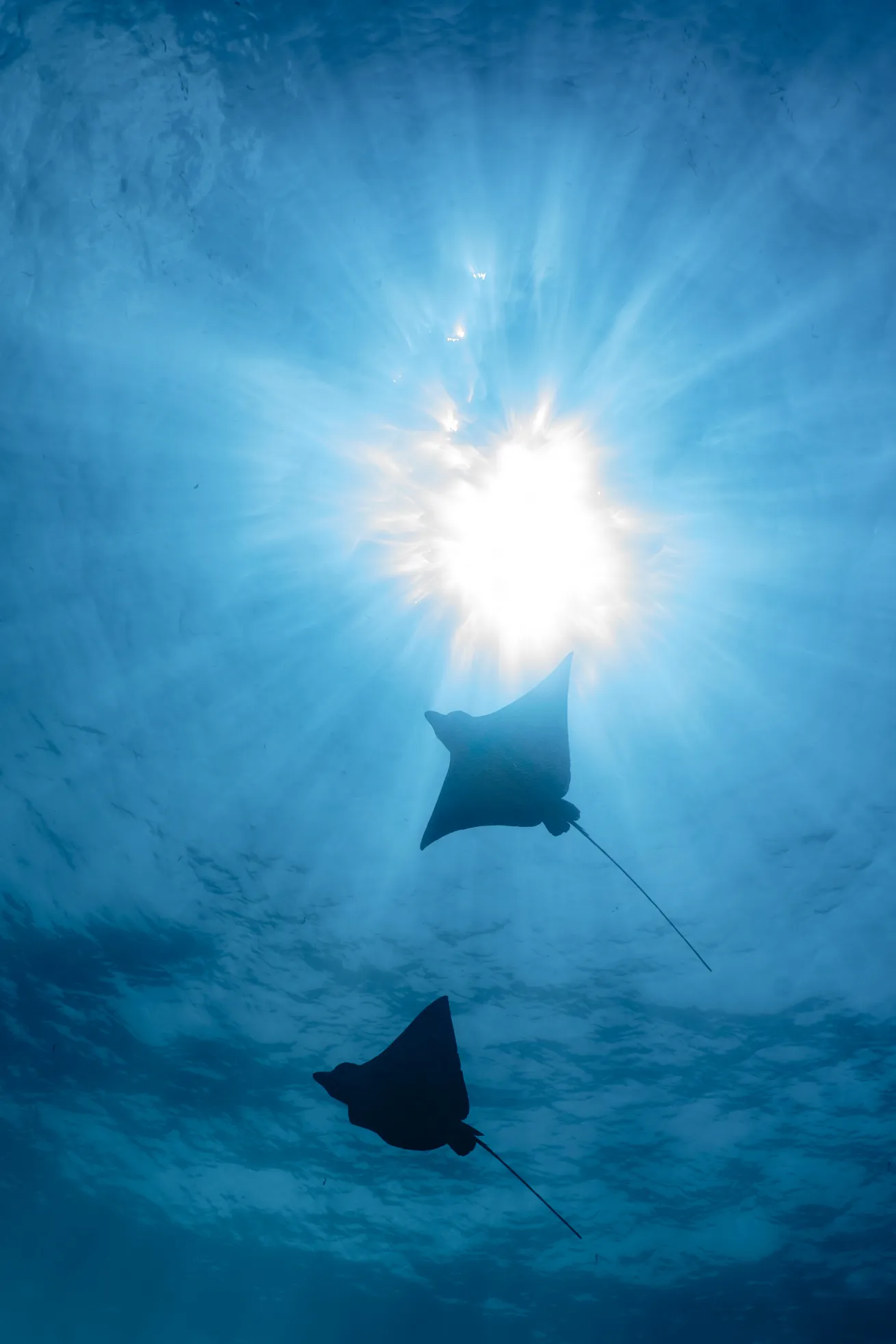 There’s no more fitting a Maldivian send-off than a personal escort from spotted eagle rays