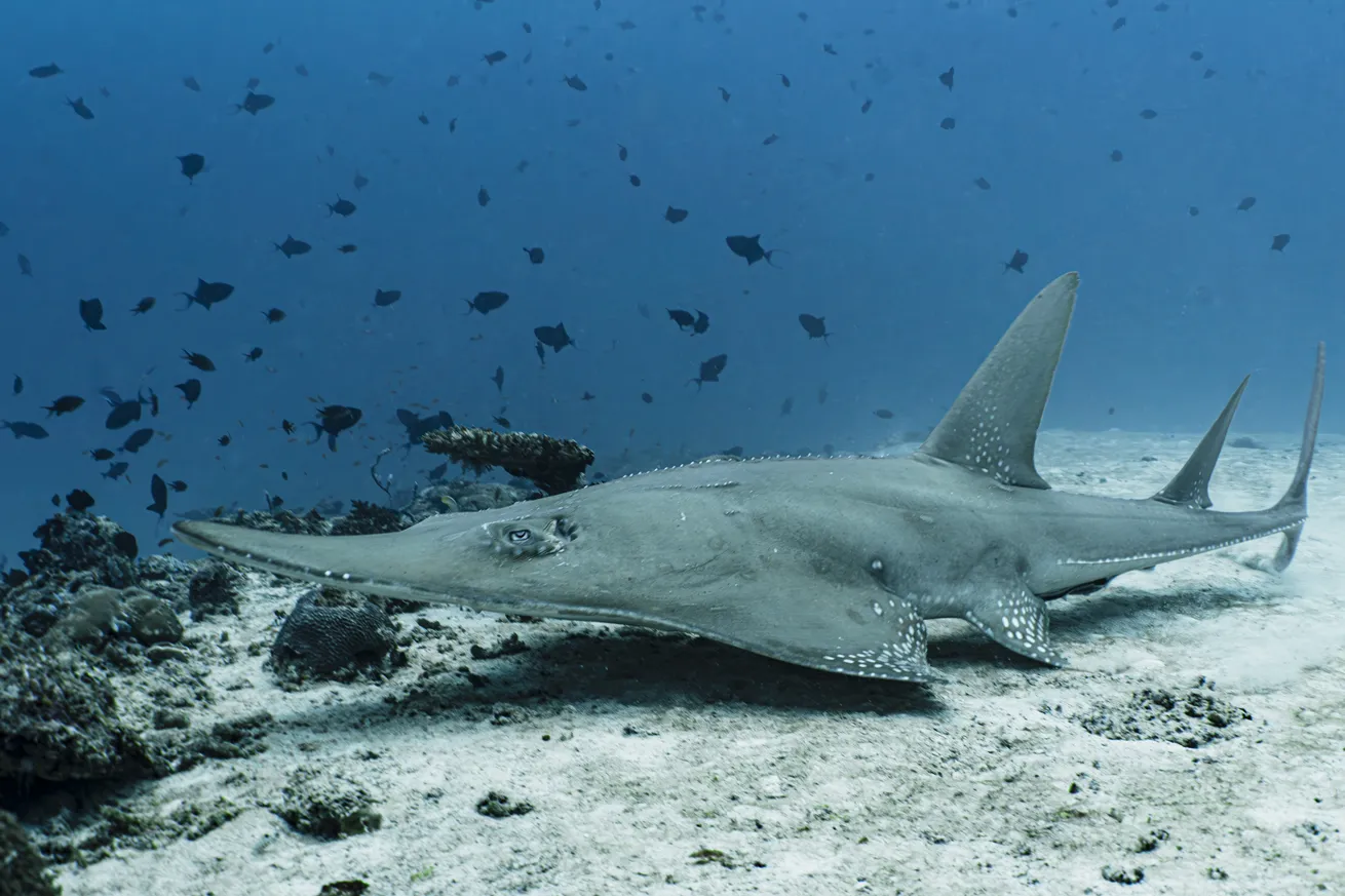 A giant guitarfish rests on the seafloor. These rays can grow up to 10 feet in length and feed primarily on small fish, mussels, crabs and squid.