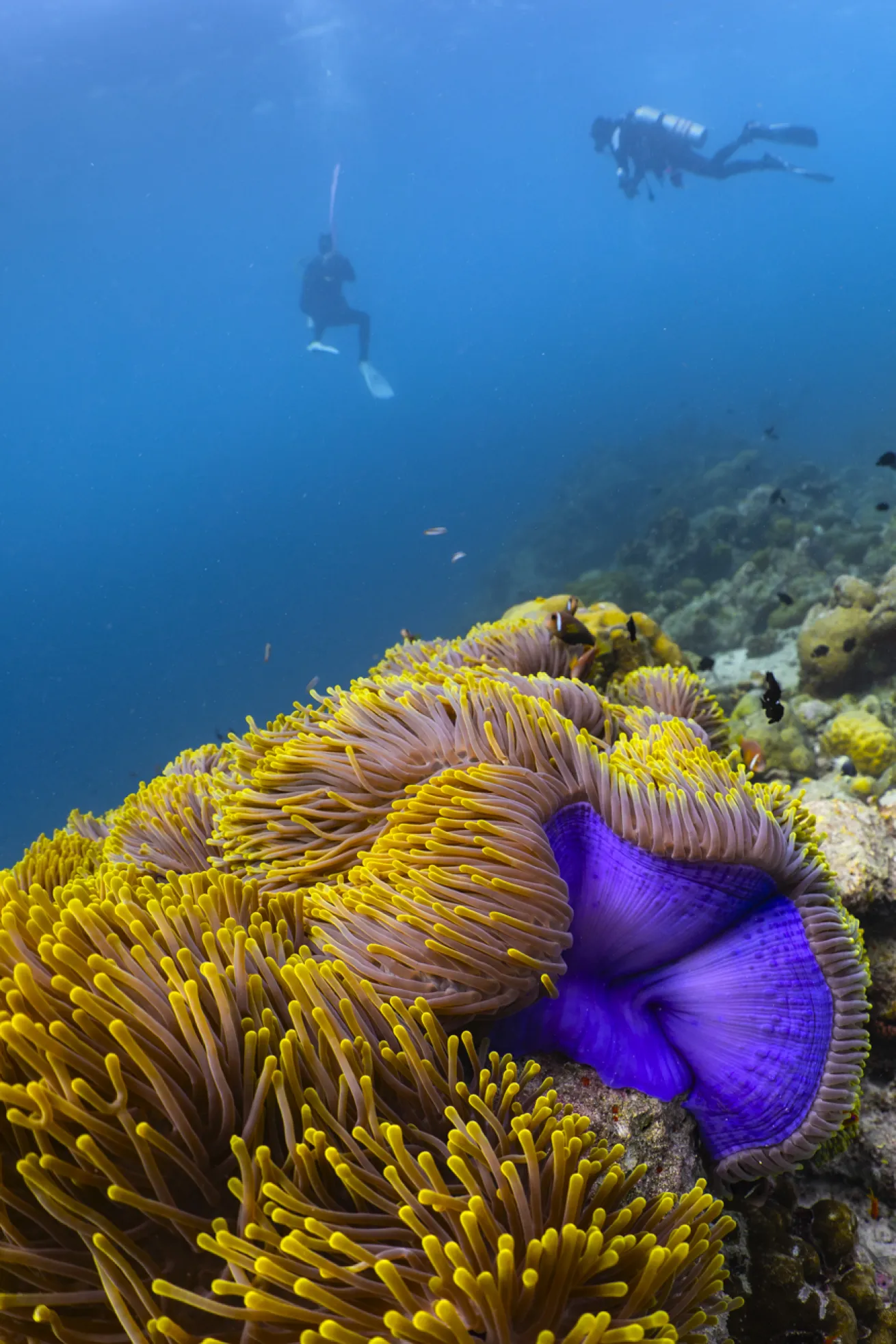 The magnificent sea anemone is the most common type seen in the Maldives.