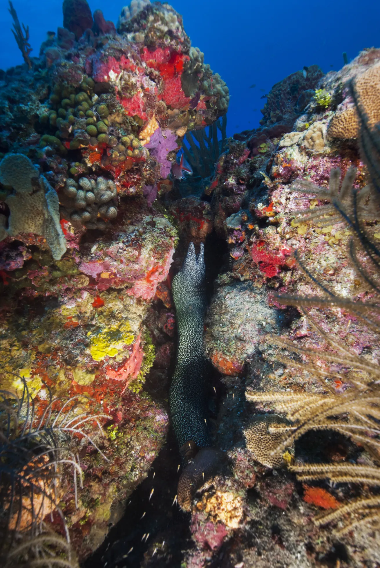 A spotted moray eel tucks itself within a narrow crevice among vibrant corals
