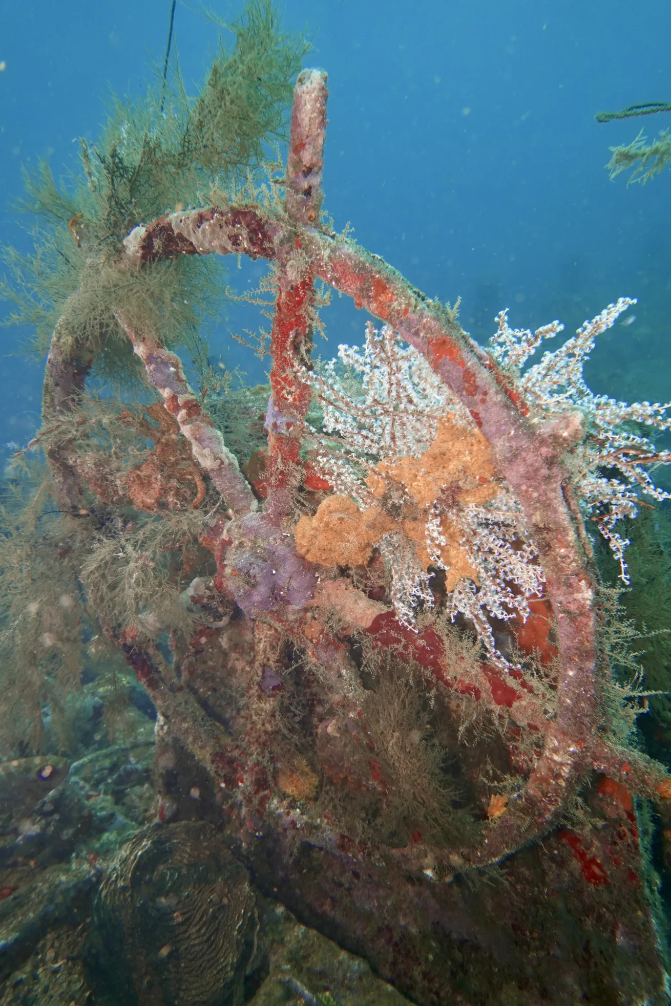 The Wreck of the Nahoon, Martinique