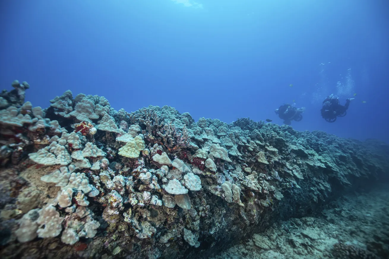 Abundant corals and a day octopus on the reef at Kewalo Pipe.