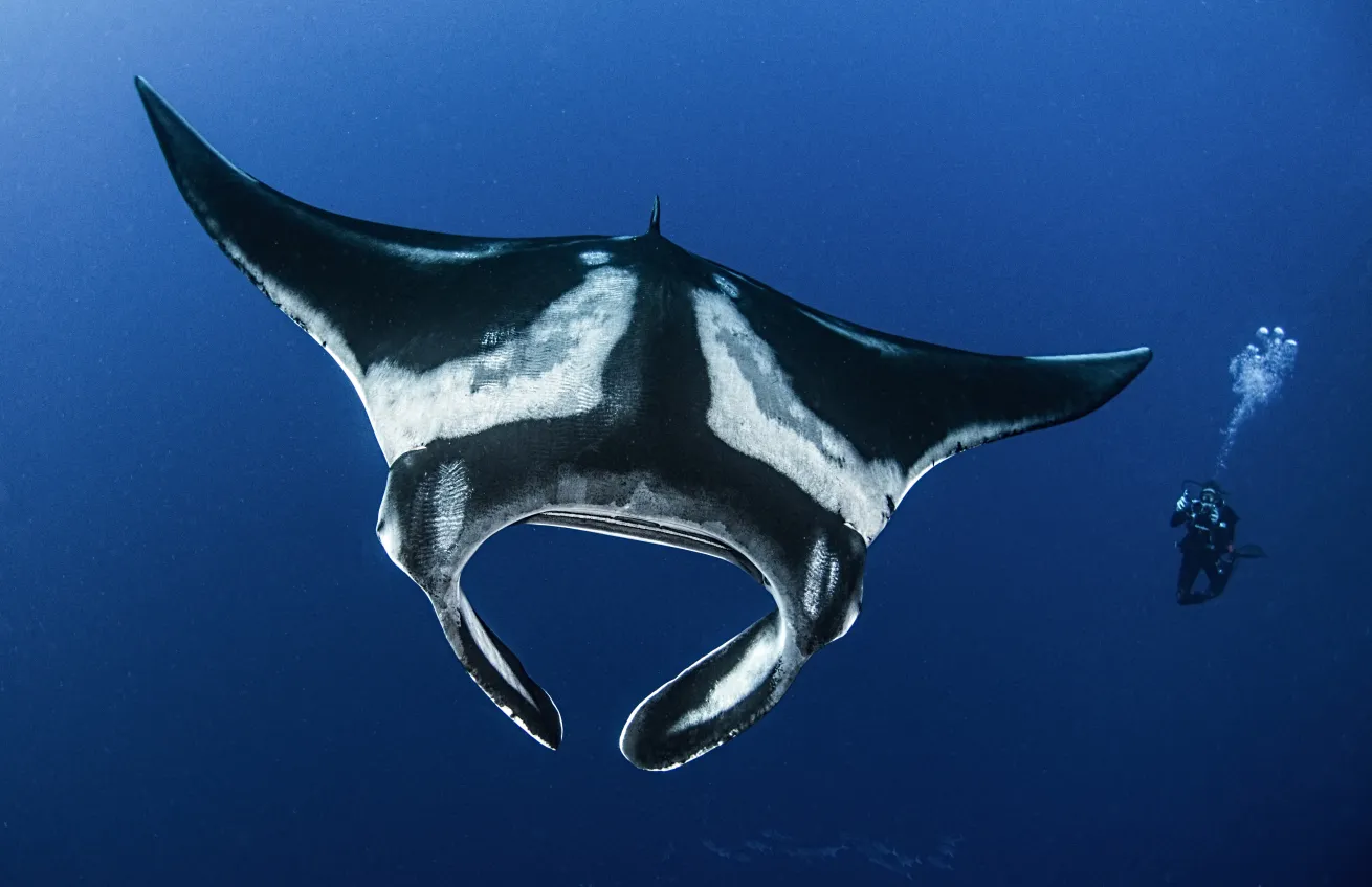 Oceanic manta rays are the second-largest fish in the ocean, just behind whale sharks. 
