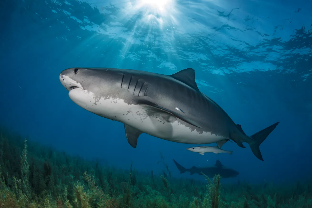 A tiger shark shows off its gills in the Bahamas.