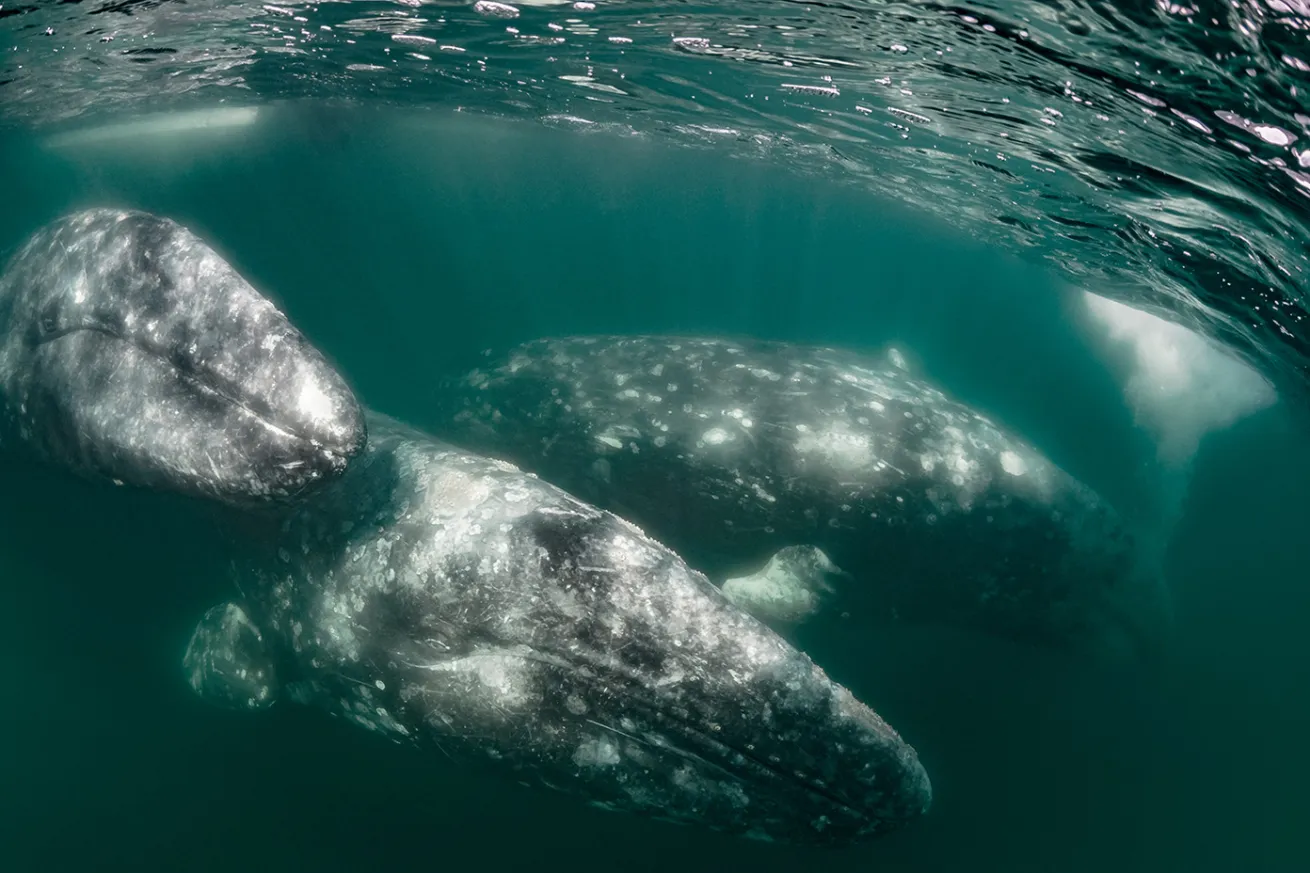 gray whales in baja mexico
