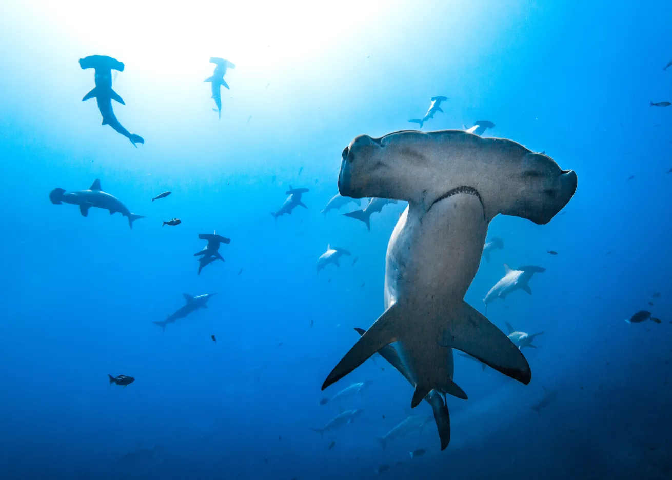 Hammerhead sharks school in Mikimoto, Japan.
