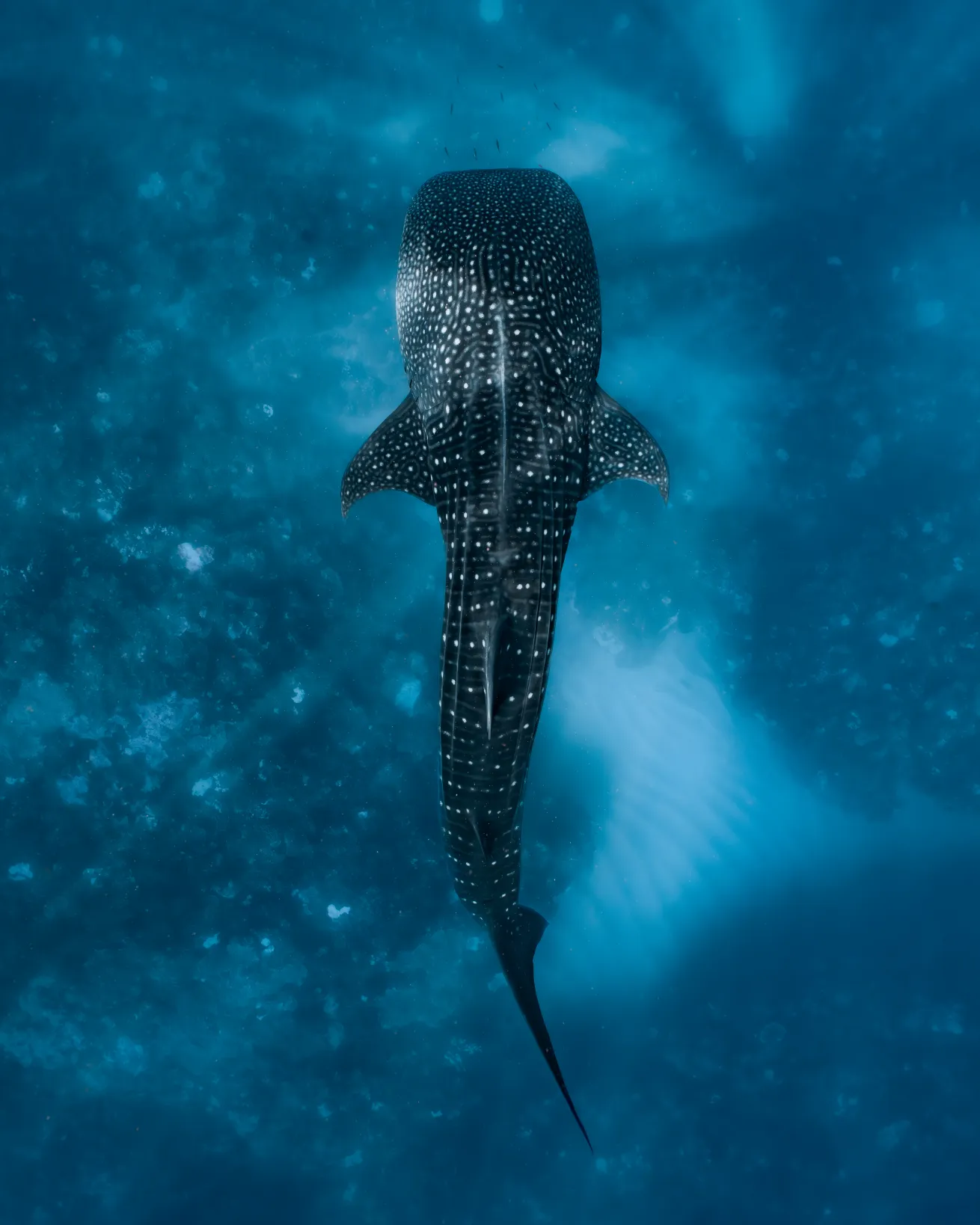 a whale shark from above in ningaloo australia