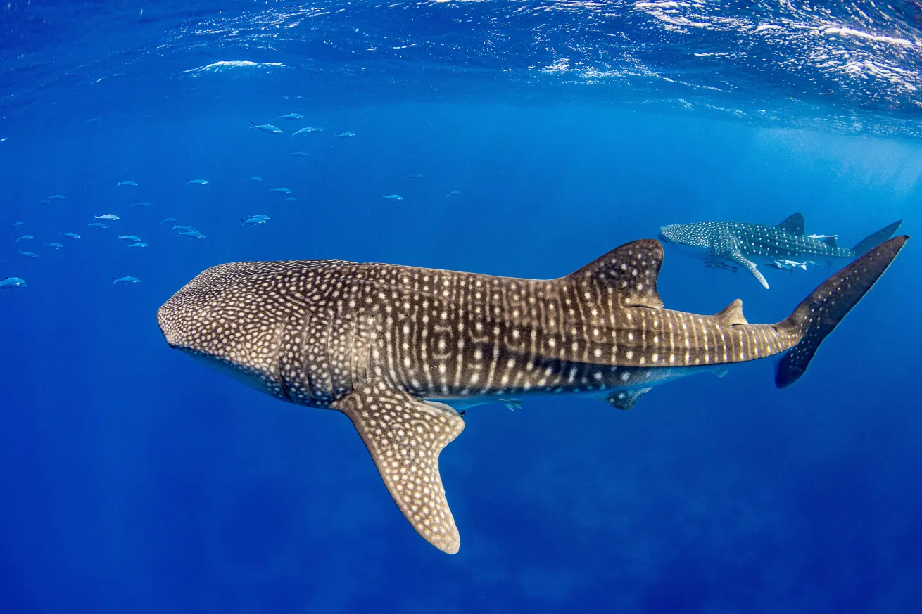 Sign PADI AWARE’s petition to urge for stronger CITES protections for whale sharks, mantas and oceanic whitetip sharks.