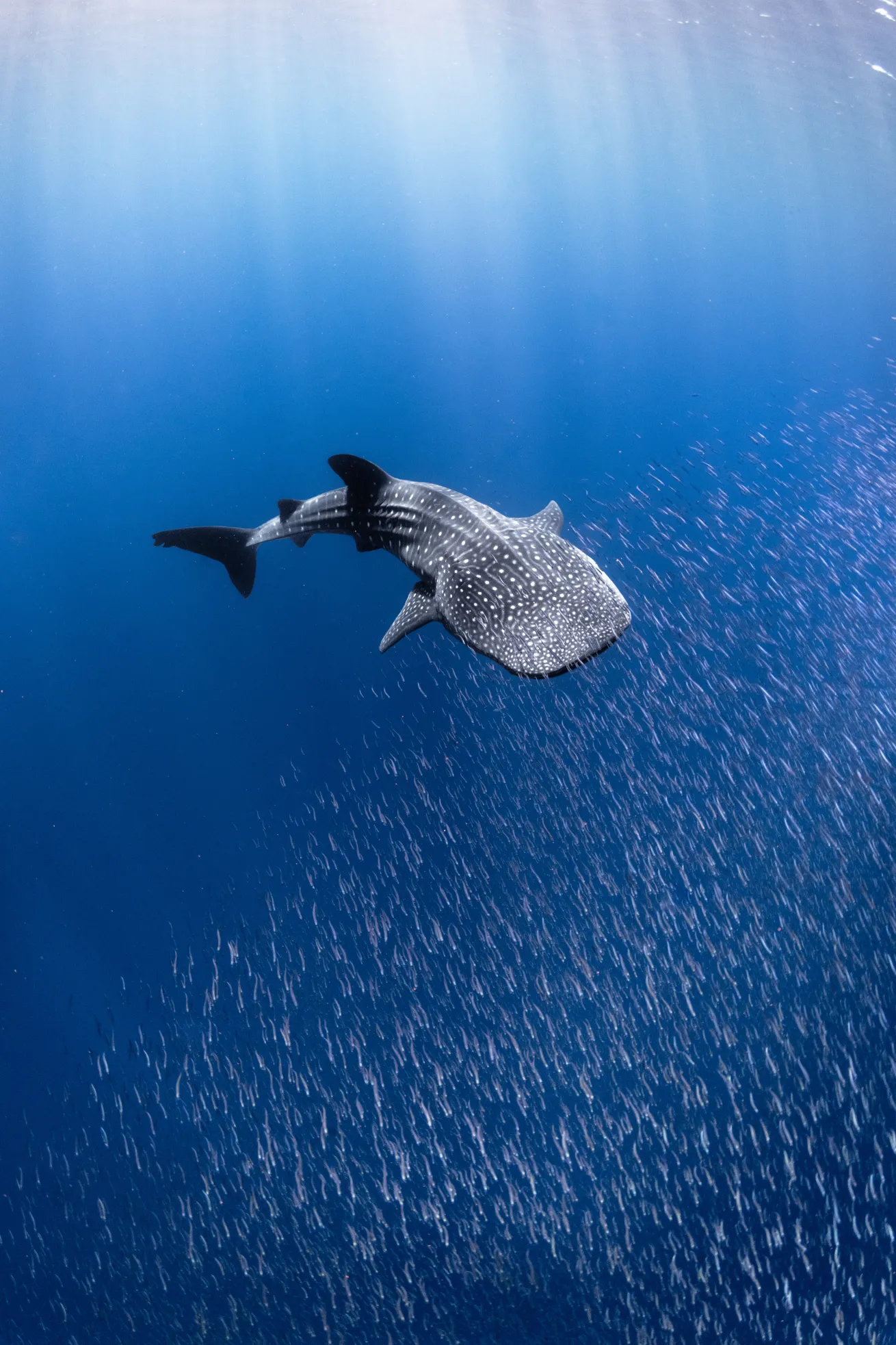 whale shark swimming in australia
