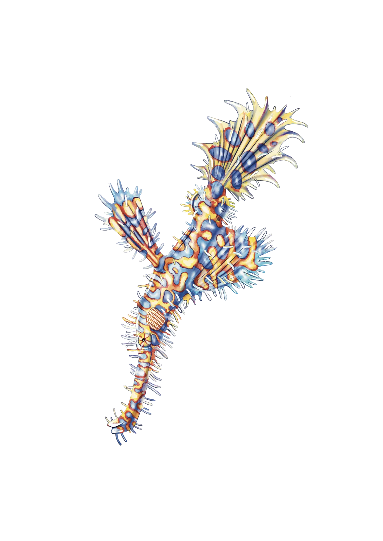 Ornate ghost pipefish