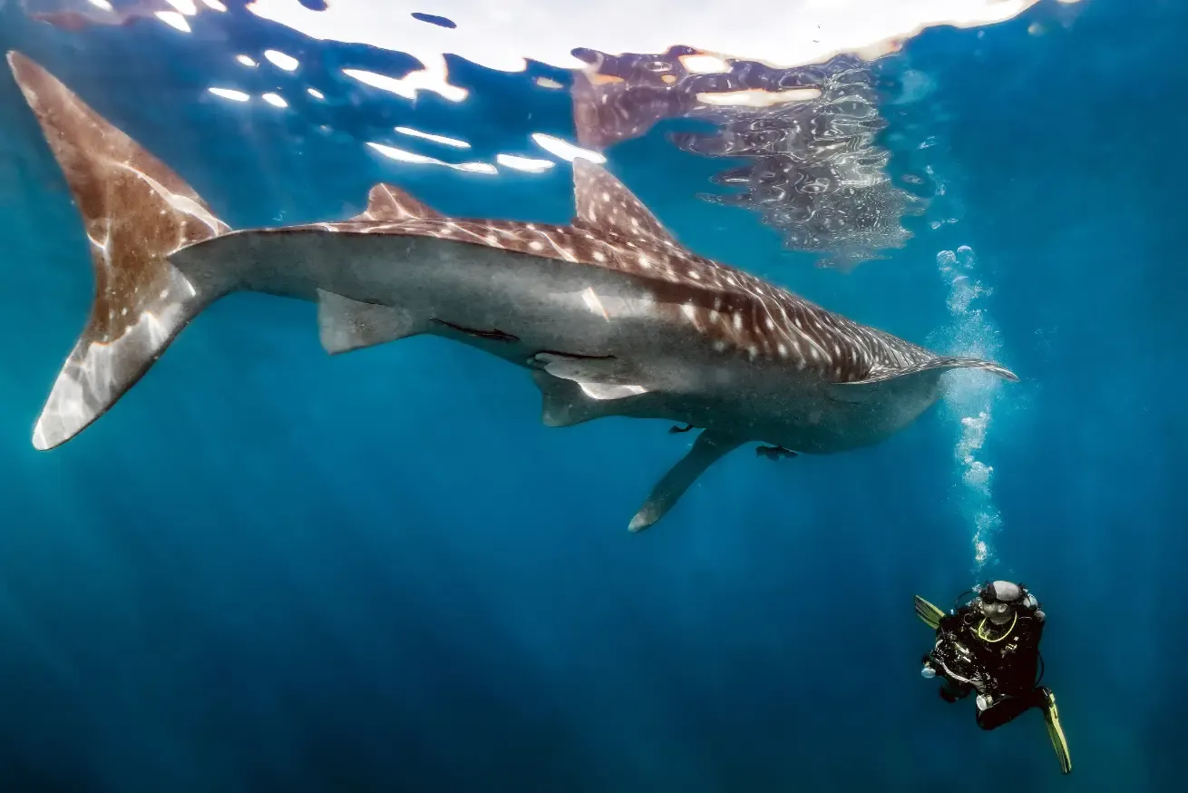 scuba diver underwater with a whale shark