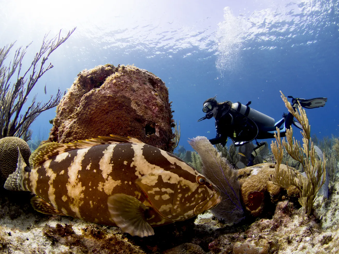 A fish and scuba diver in the water