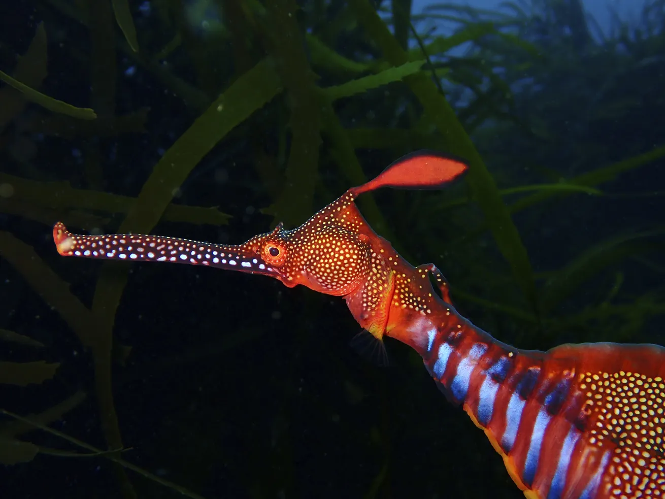 A bright-hued leafy seadragon in all its technicolor glory.