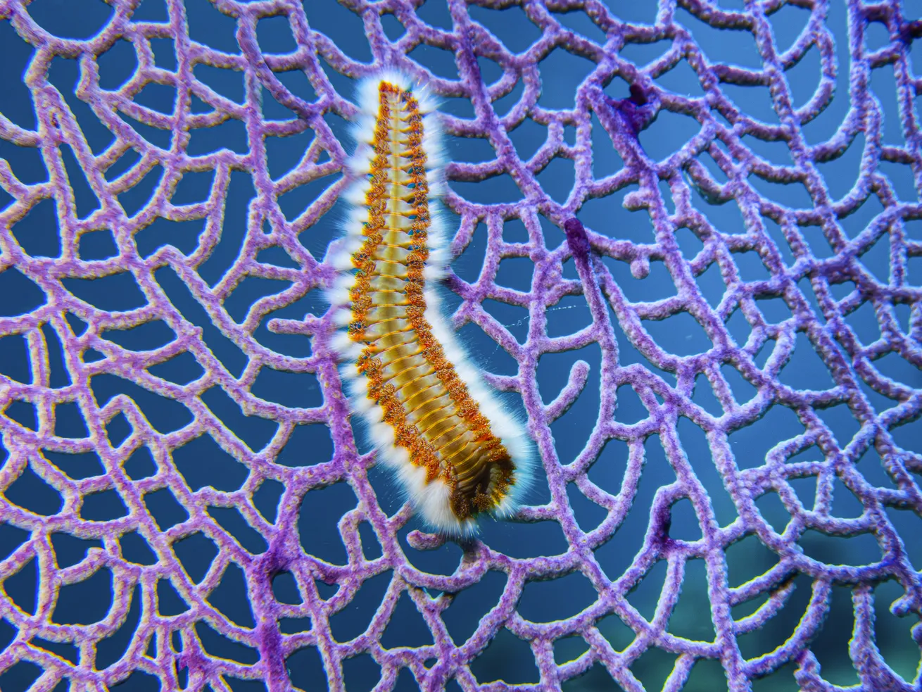 A bearded fireworm sits atop a purple sea fan.