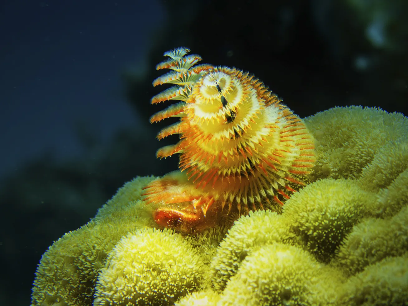 Christmas tree worms add pops of color on nearly every reef in the Exuma Cays
