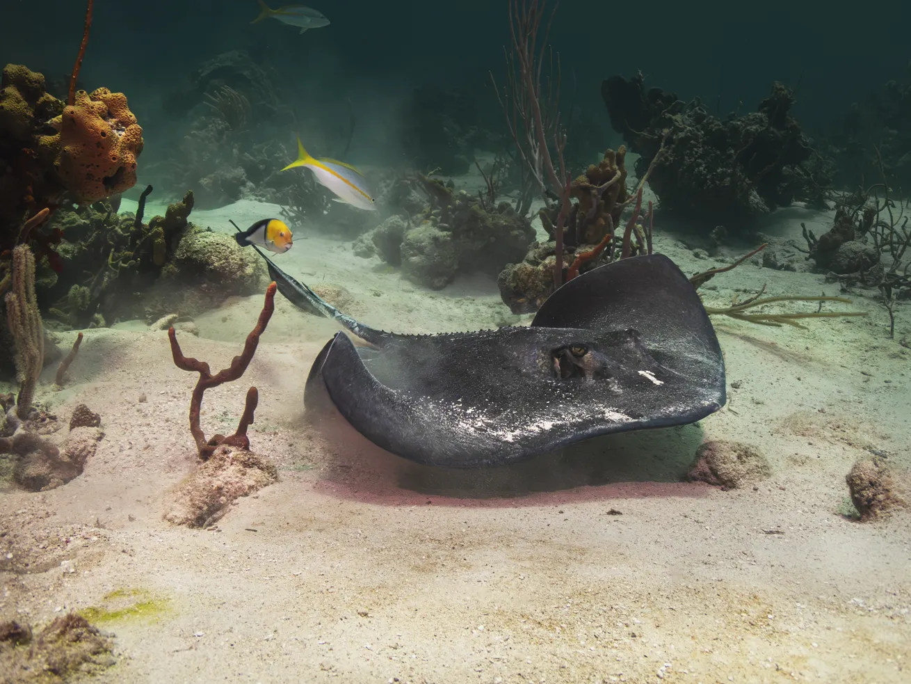 A stingray scans the sandy bottom.
