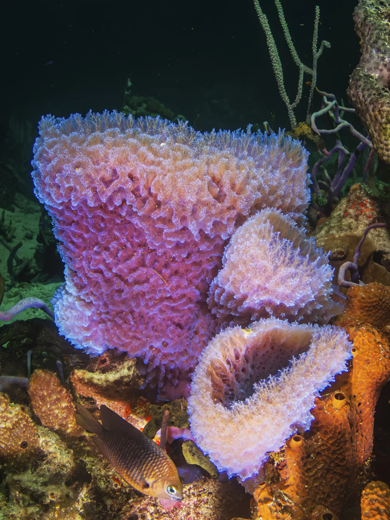 Purple vase sponges add a blush of color to the reef

