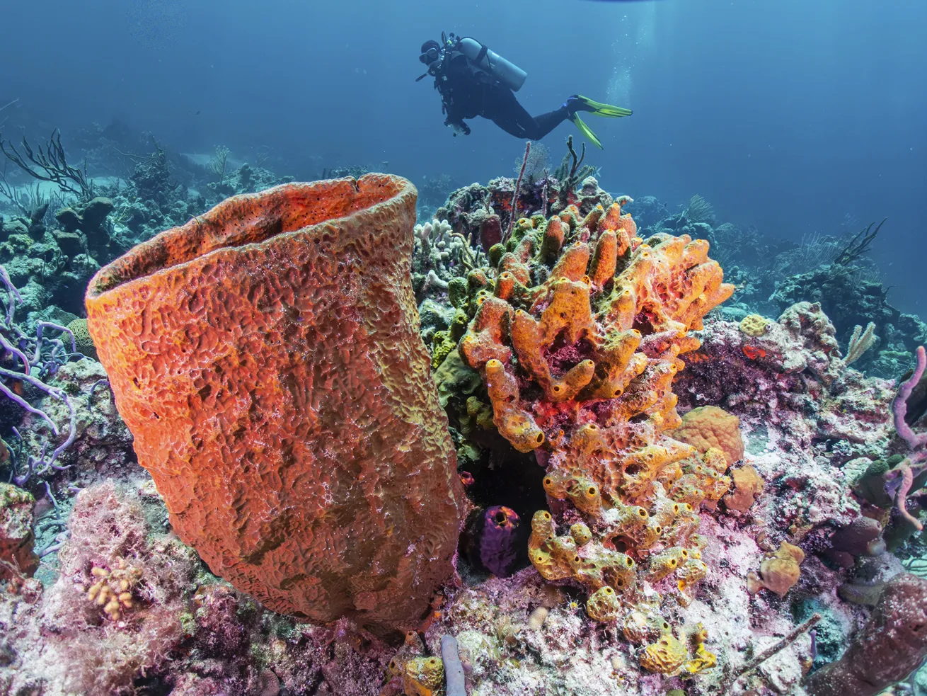 The author’s dive buddy swims past a giant barrel sponge

