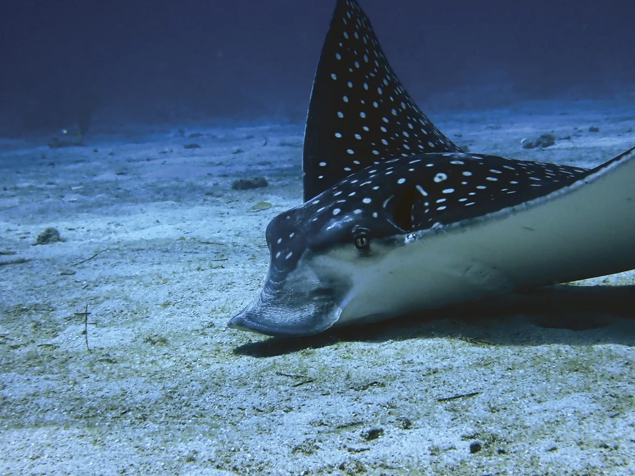 Spotted eagle rays can often be spotted in July.