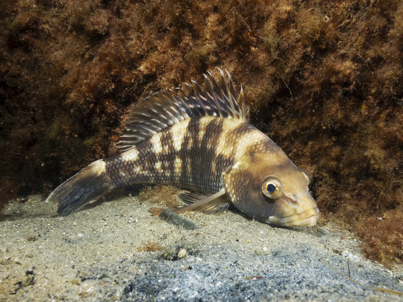 Black sea bass are in abundance here.