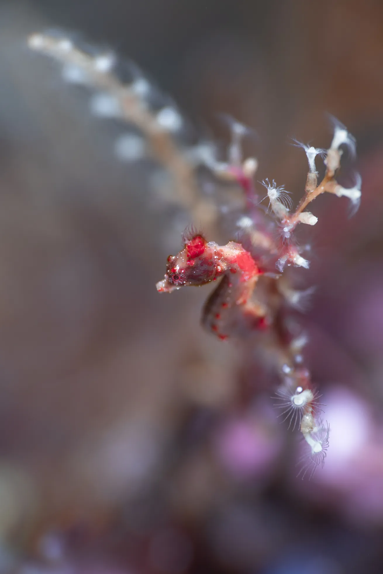pontoh's pygmy seahorse raja ampat indonesia