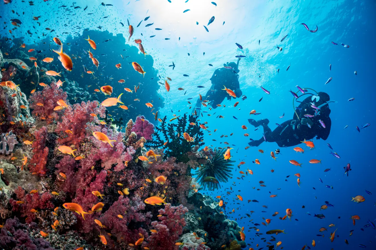 Coral reef and diver exploring underwater in Fiji.