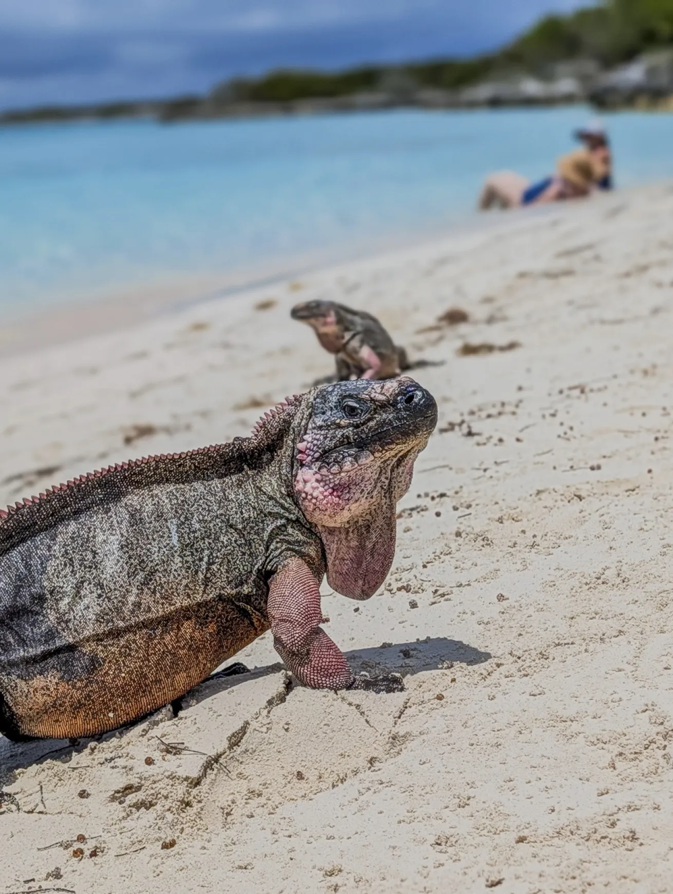 Rock iguanas on the Exuma Cays chain.

