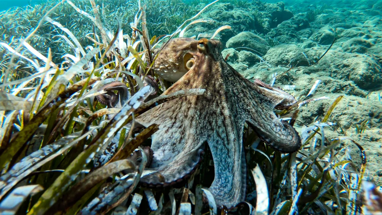 Common octopus camouflaging on algae underwater in Greece