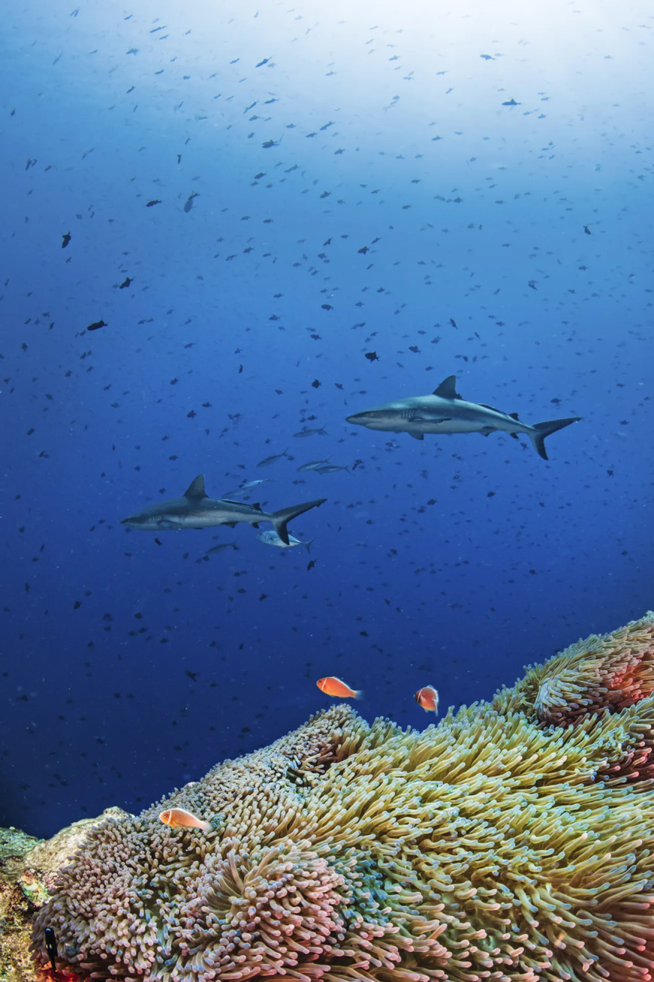 A duo of gray reef sharks patrols the area.