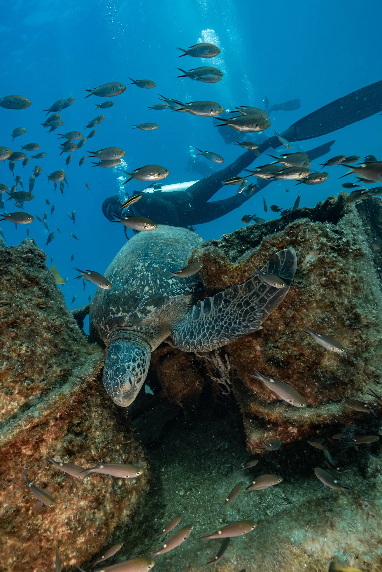 sea turtle and diver fang ming wreck la paz mexico