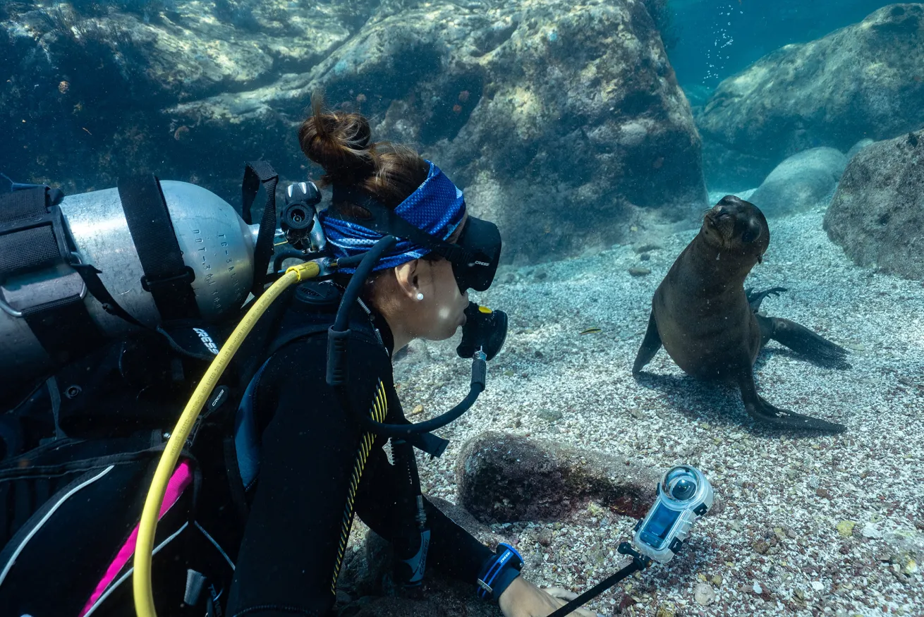 a diver looks at a playful sea lion in los islotes baja california sur mexico