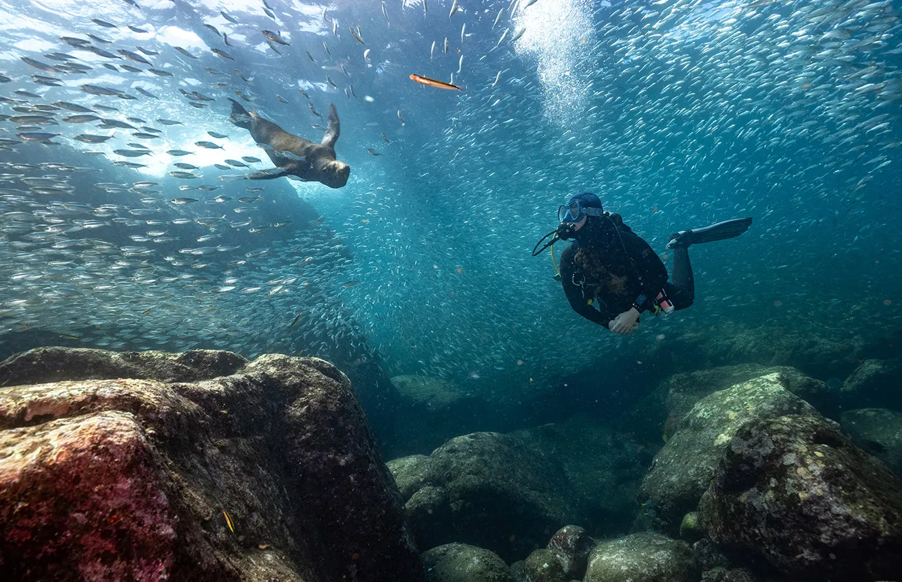 A friendly sea lion greets a diver wearing Fourth Element's newest westuit made of natural rubber, the Xenos ARC.