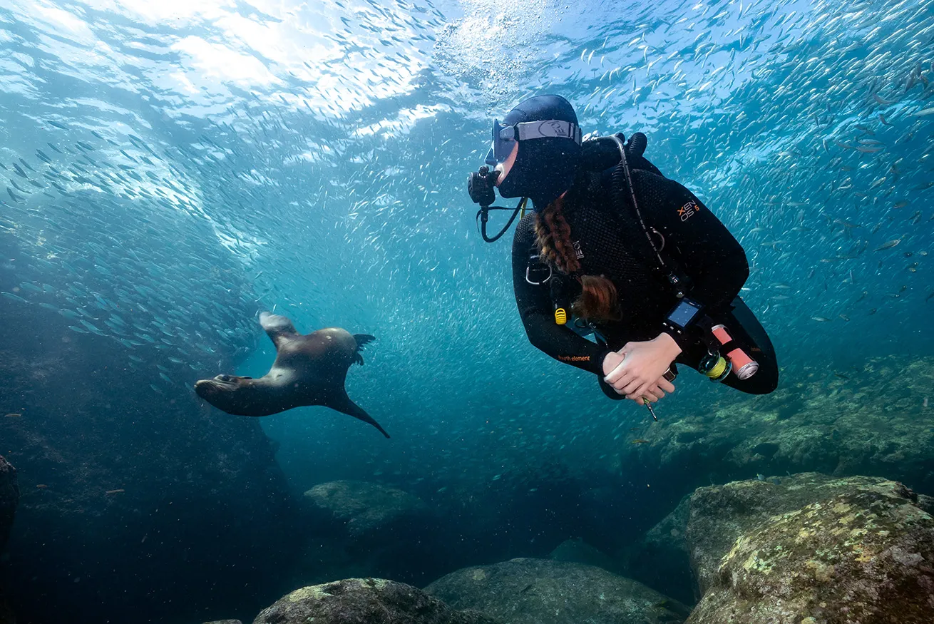 a playful sea lion swms behind a diver in la paz mexico los islotes