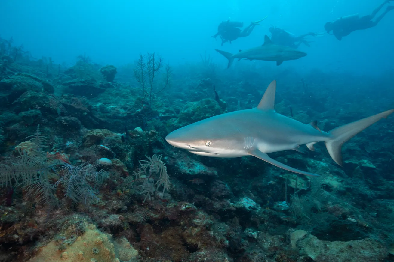 Providencia is known for its abundance of Caribbean reef sharks.

