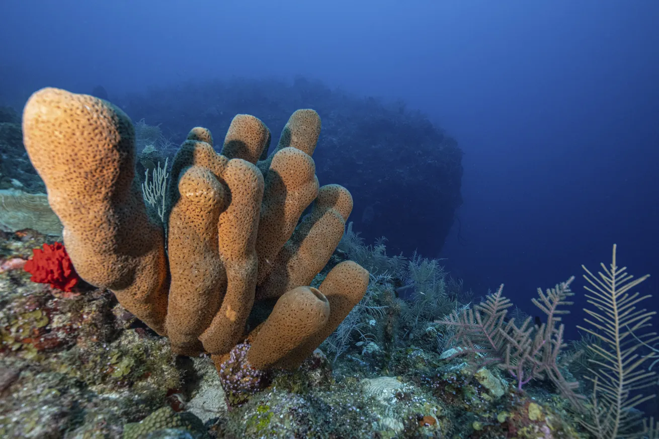 Turtle Rock looms behind colorful sponges.
