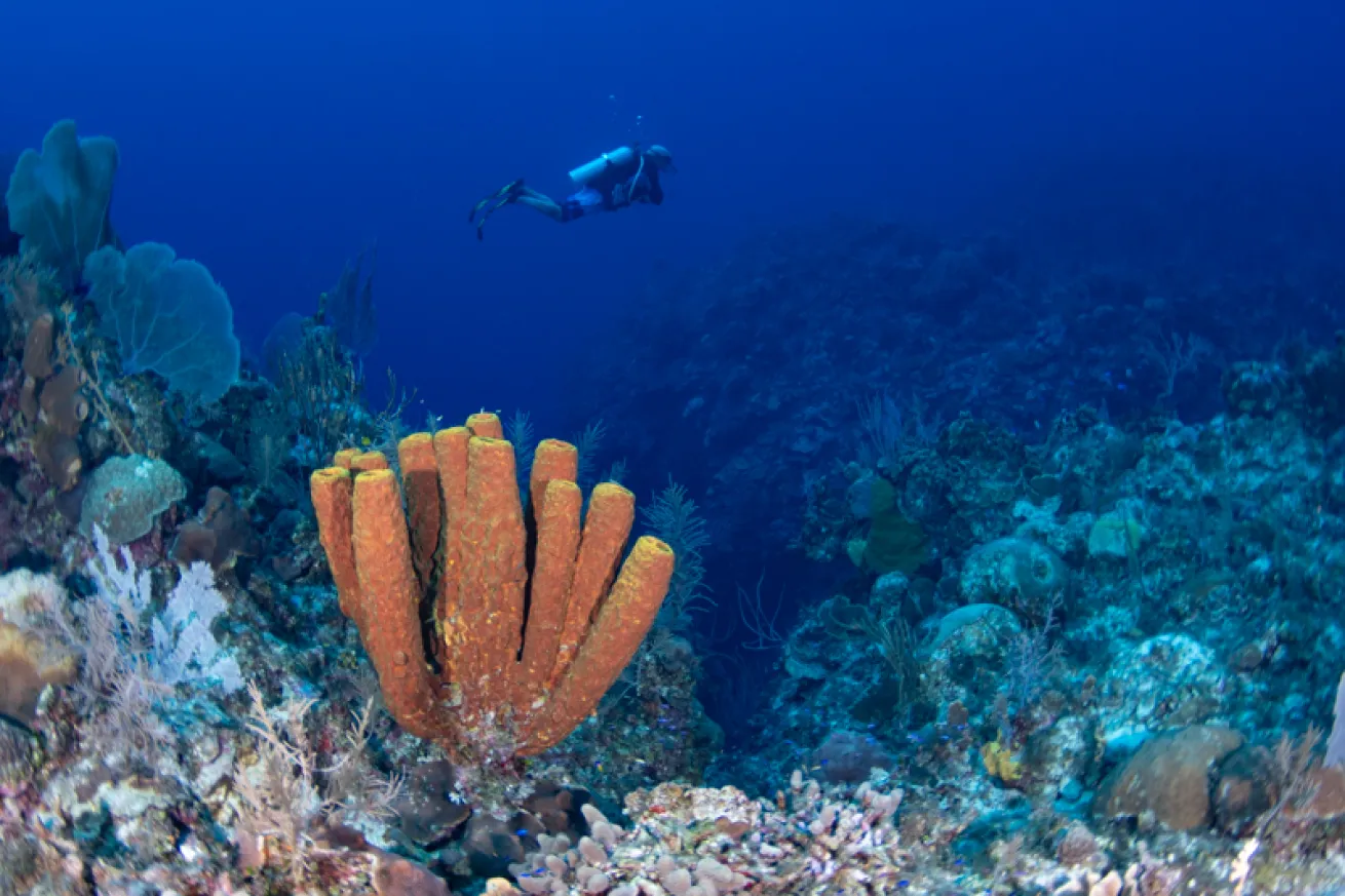 A scuba diver swimming near coral reef