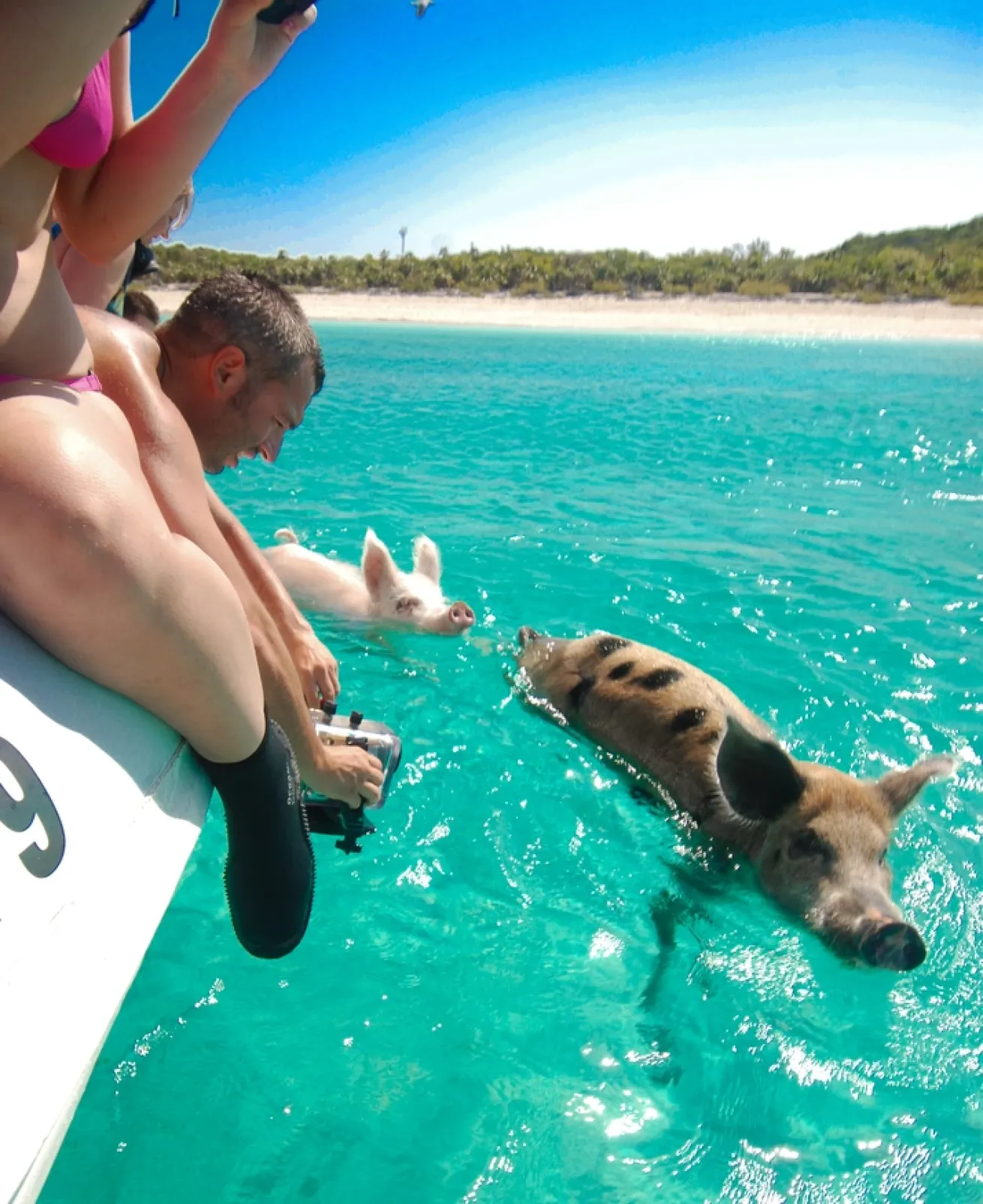 Guests on the Bahamas liveaboard interacting with swimming pigs between scuba diving