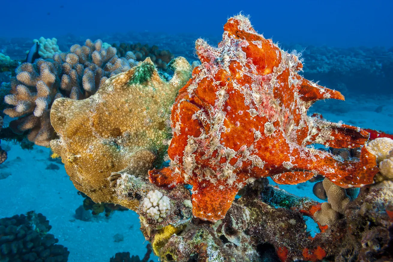A pair of Commerson’s frogfish