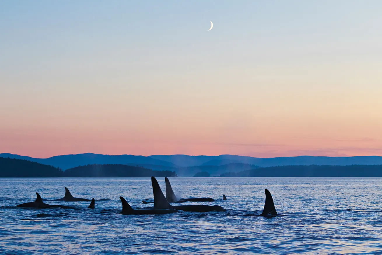 A family pod of endangered, salmon-eating Southern Resident orcas at dusk. Other orcas visit the San Juans to hunt seals and sea lions.