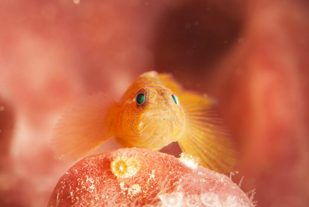 A rusty goby poses for the camera