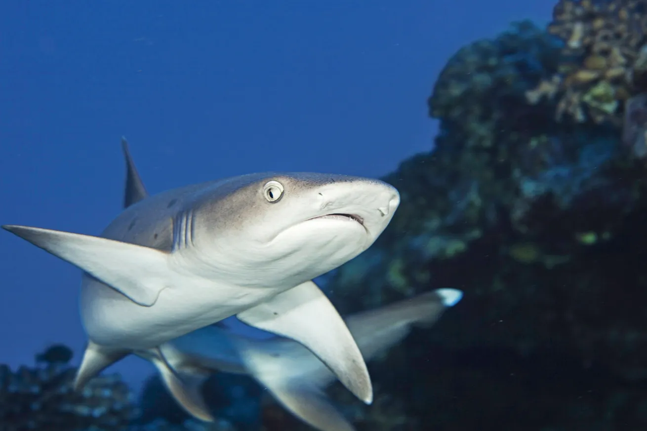 A whitetip reef shark.