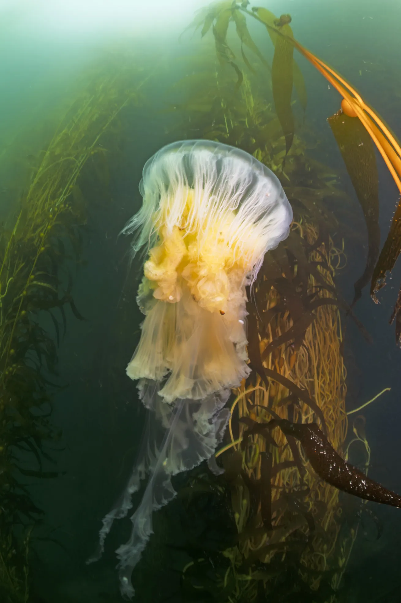 Bad viz sometimes brings in cool subjects, such as egg yolk jellies. Being prepared under adverse conditions can help make it easier to nail the shot.