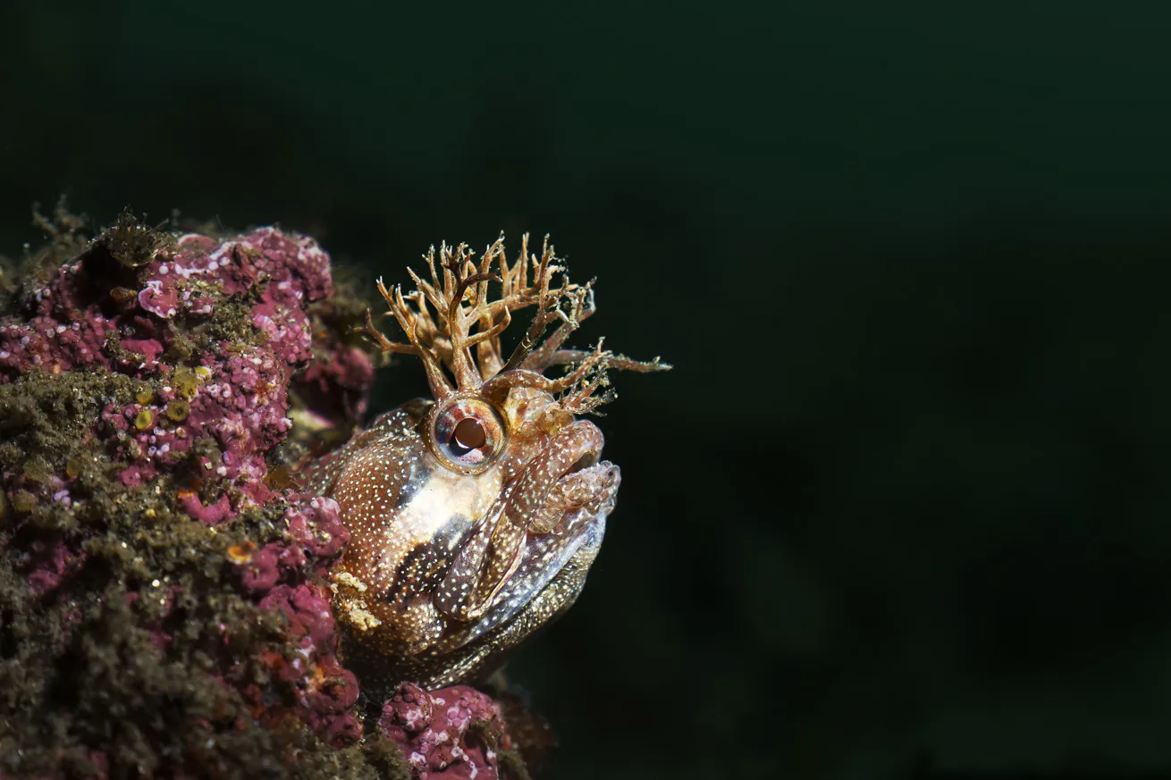 Despite their rather dazzling appearance, fringeheads can easily blend into their camouflage backgrounds, and it’s easy to miss them completely on a dive.