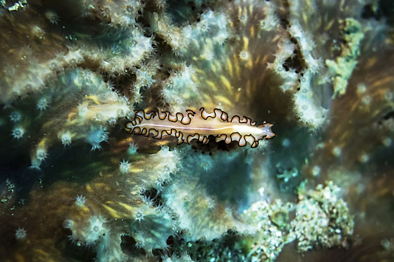 The delicate ruffles of an Orsak’s flatworm