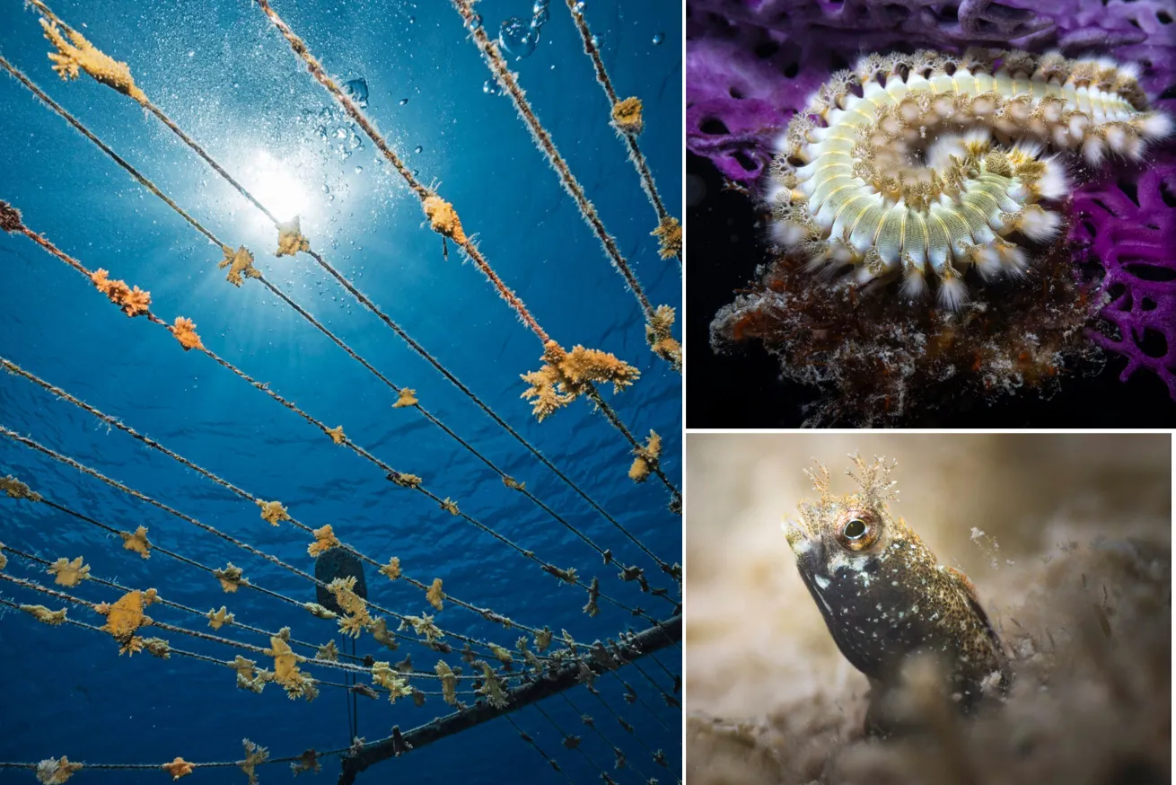 From left: A coral nursery at the dive site Nirvana; San Andres is home to critters such as bearded fireworms and the spinyhead blenny.

