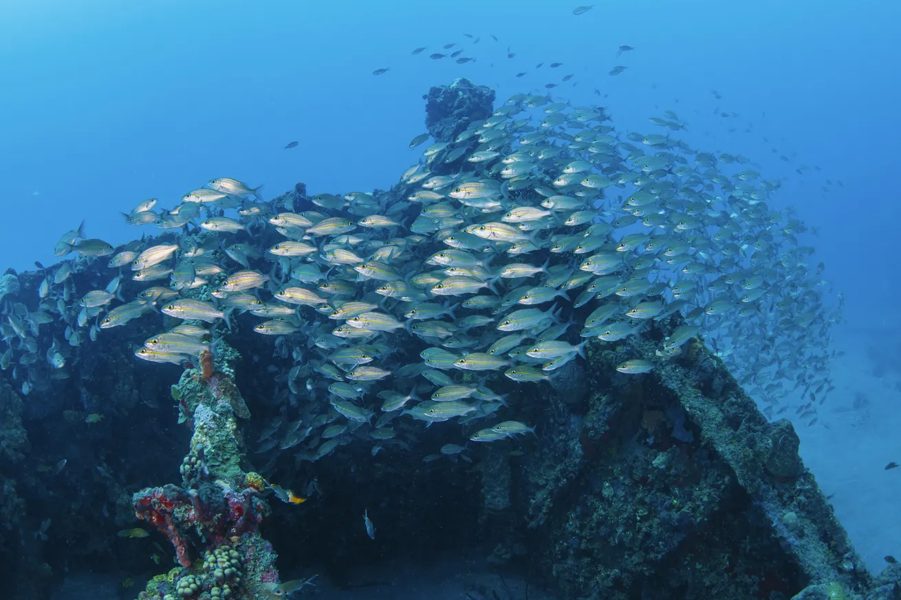 Grunts school on the bow of a shipwreck off the coast of Statia.